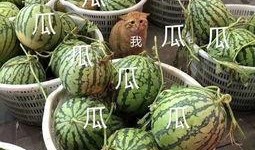 青柠娱乐吃瓜,揭秘娱乐圈最新“吃瓜”热点