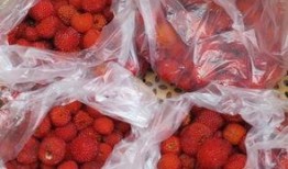 厦门野草莓爆料案件最新,真相渐露，网络舆论漩涡中的法律拷问